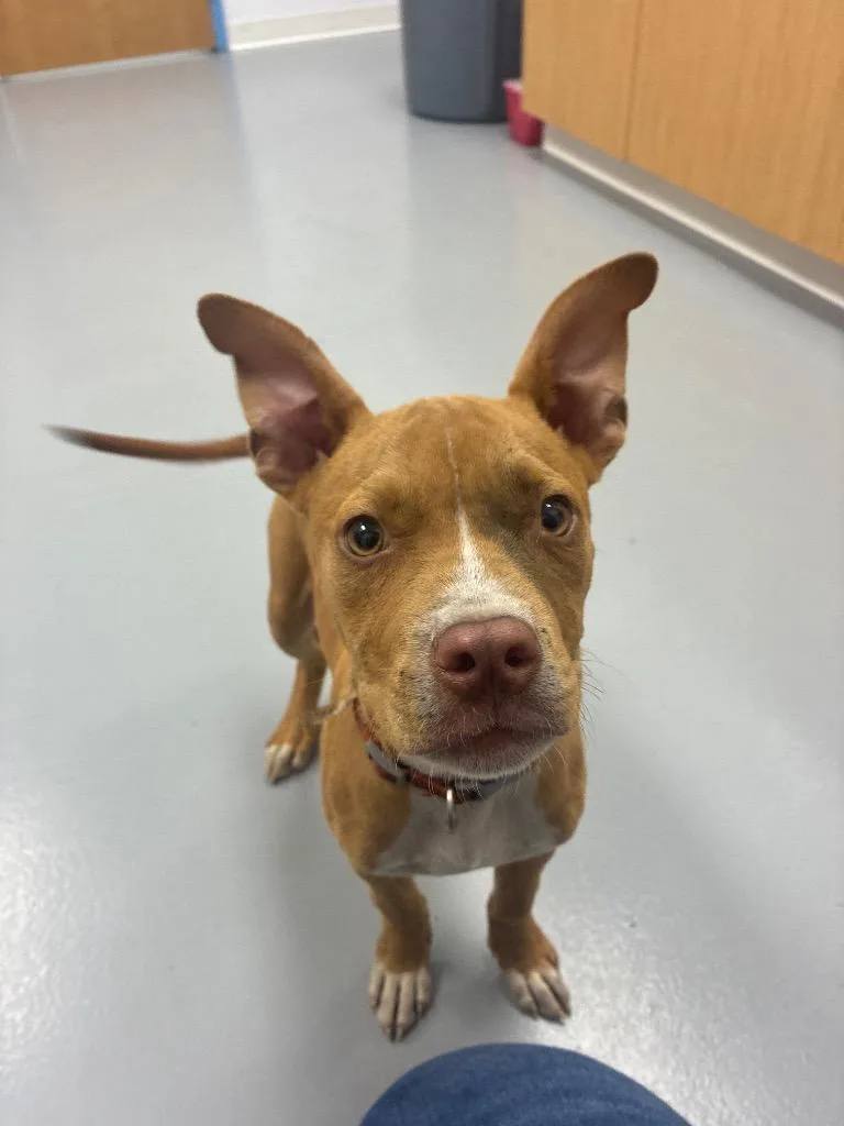 A baby medium-sized male Boxer dog named Ron for adoption in Hartsville, SC