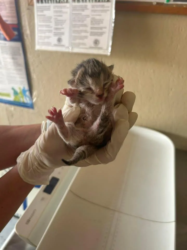 A baby medium-sized female Domestic Medium Hair cat named Paprika for adoption in Shelbyville, TN