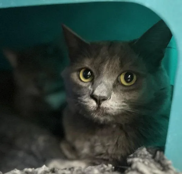A young small-sized male Domestic Medium Hair cat named Onyx for adoption in Sherwood, OR