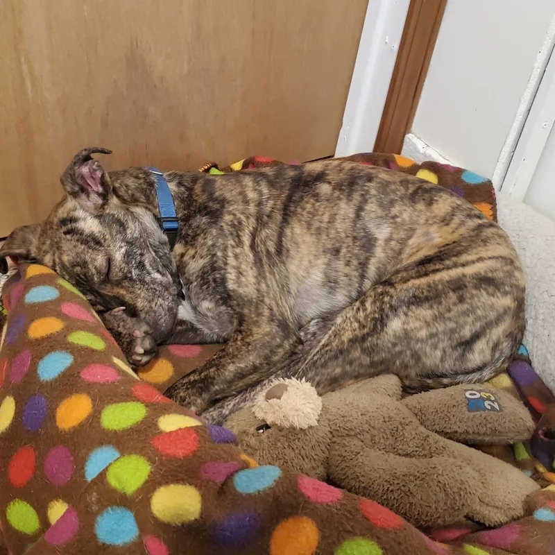 Mitzi