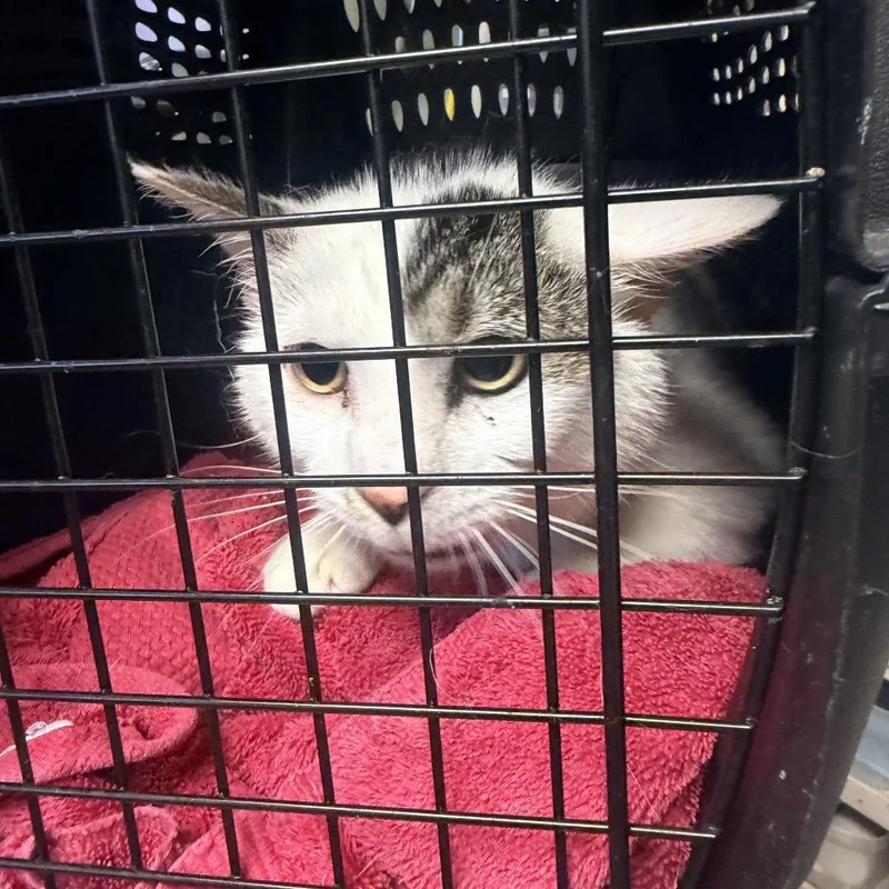 A young medium-sized male Brown / Chocolate Domestic Short Hair cat named Selmer for adoption in Mount Juliet, TN