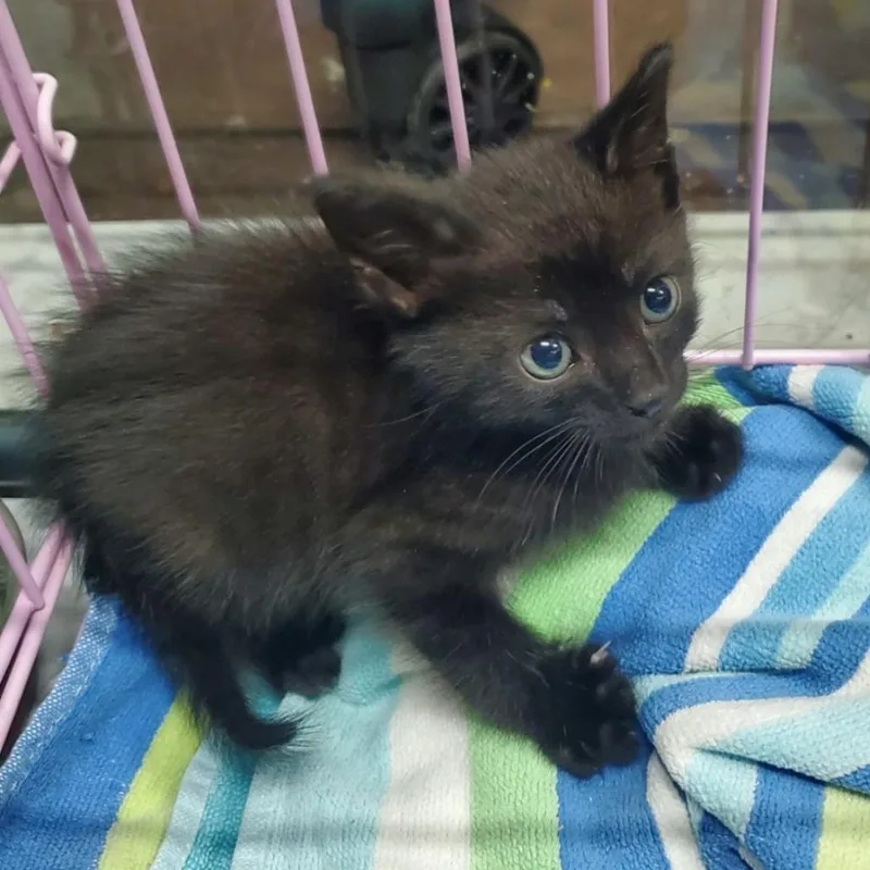 A baby small-sized male Black Domestic Short Hair cat named Pinwheel for adoption in Westminster, CA