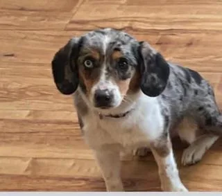 A young small-sized female Beagle dog named Bonnie for adoption in Farmingdale, NY
