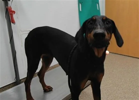 A young large-sized female Doberman Pinscher dog named Valentina for adoption in Albuquerque, NM