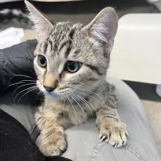 A baby medium-sized female Domestic Short Hair cat named Fern for adoption in Rapid City, SD
