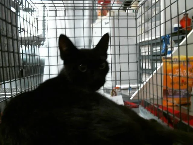 A young medium-sized female Domestic Short Hair cat named Dinah for adoption in Houston, TX