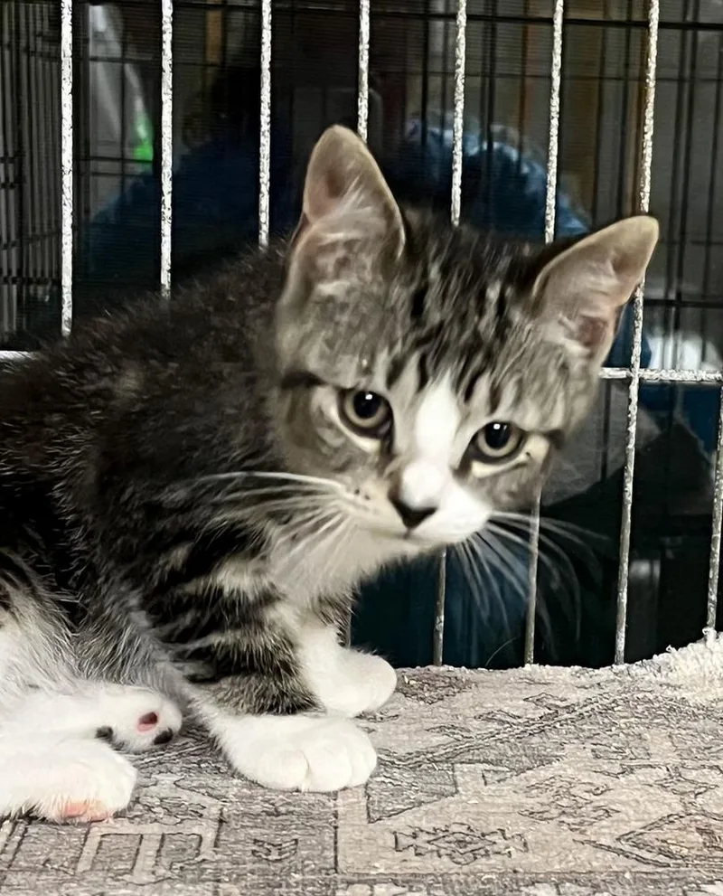 A baby small-sized male Domestic Short Hair cat named Toro for adoption in Southbury, CT