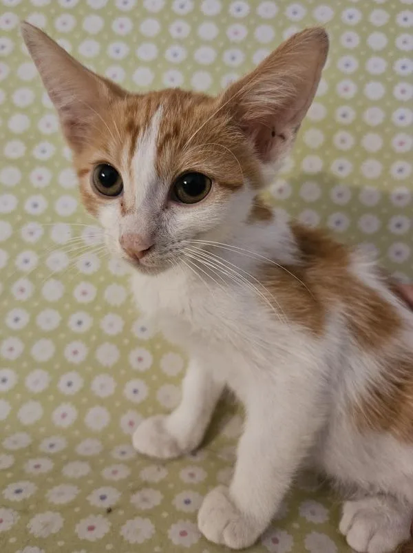 A baby small-sized male Domestic Short Hair cat named Messi for adoption in Stratham, NH