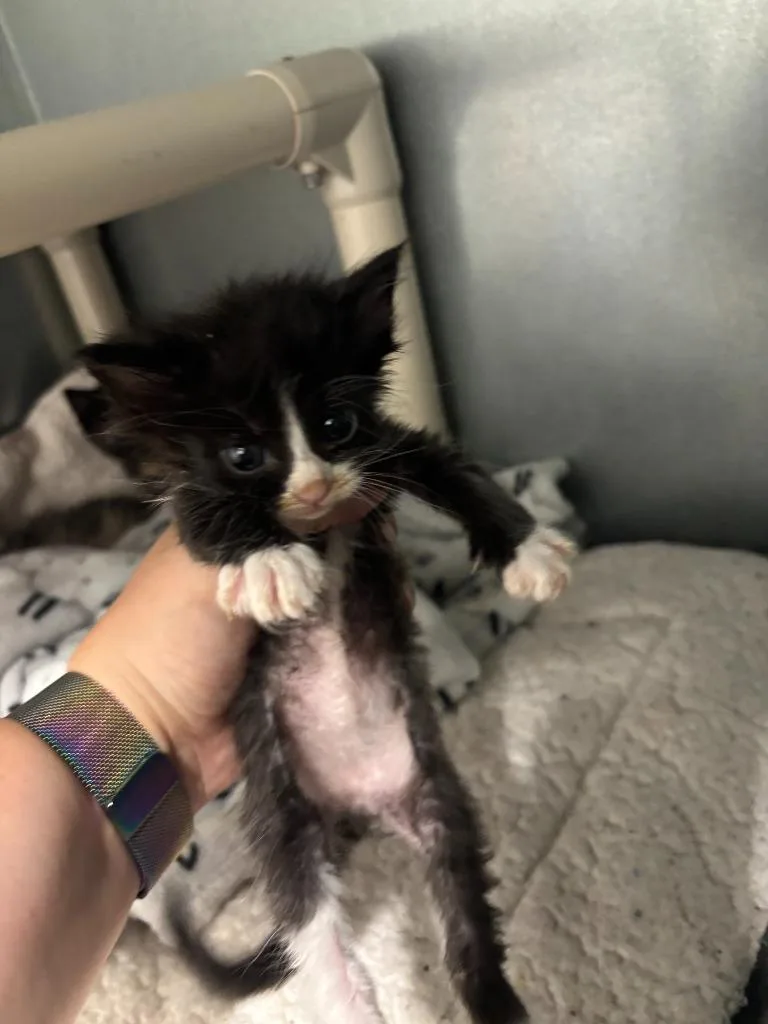 A baby small-sized male Abyssinian cat named Ghoul for adoption in Mustang, OK