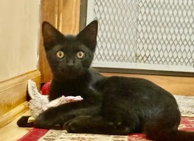 A baby medium-sized male Black Domestic Short Hair cat named Peppa for adoption in Mokena, IL