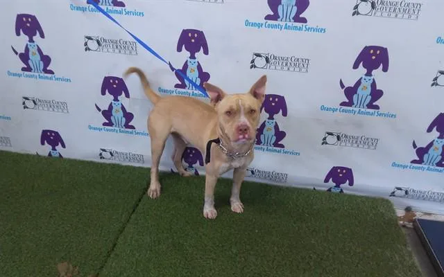 A young large-sized male Pit Bull Terrier dog named Kane for adoption in Orlando, FL