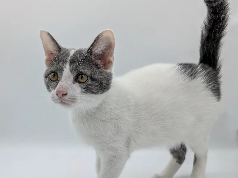 A baby small-sized male Domestic Short Hair cat named Gene for adoption in Powell, OH