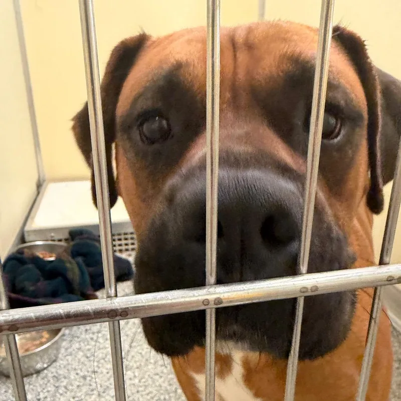 An adult medium-sized male Brown / Chocolate Mixed Breed dog named Baxter for adoption in Red House, WV
