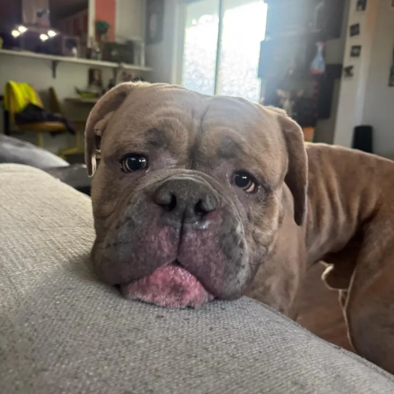 An adult large-sized male English Bulldog dog named Junior for adoption in merrillville, IN