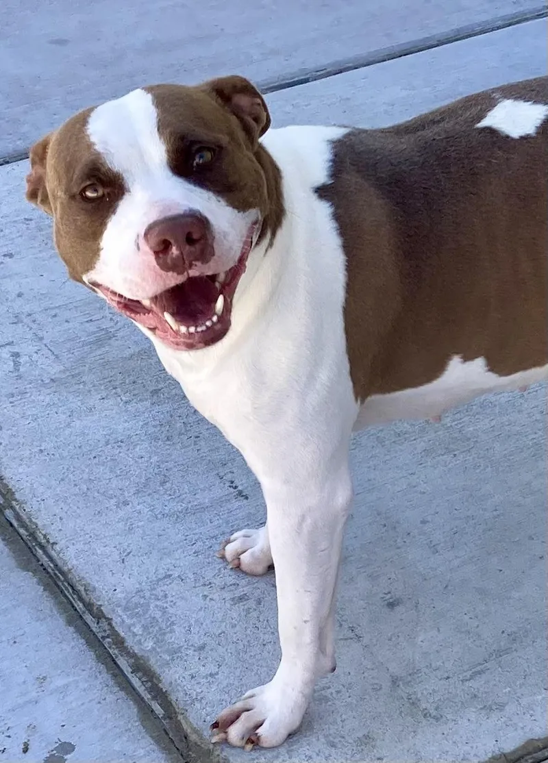 An adult medium-sized female White / Cream Pit Bull Terrier dog named Sienna for adoption in Sandusky, MI