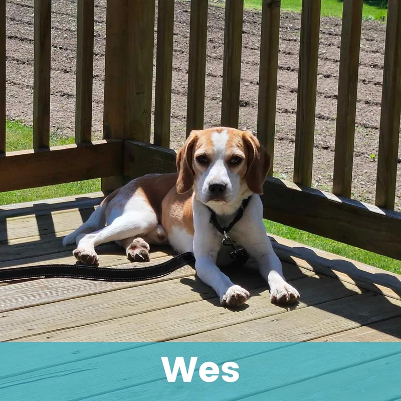 Wes thumbnail 3