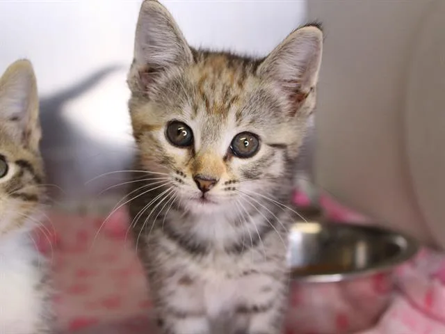 A baby small-sized female Domestic Short Hair cat named Linda for adoption in Tallahassee, FL
