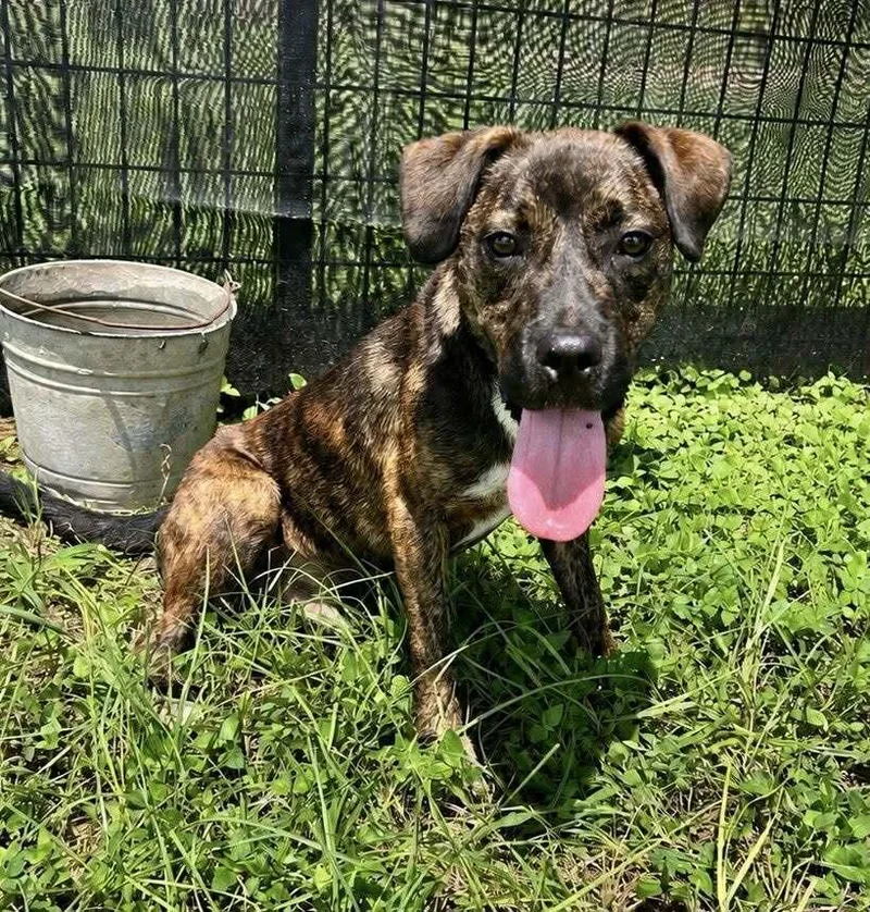A young medium-sized male Brindle Mixed Breed dog named Jake for adoption in Scott, LA