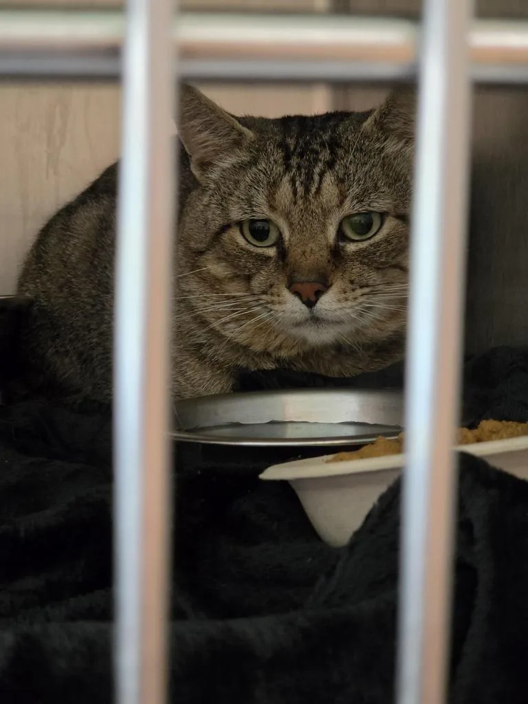 A young medium-sized male Domestic Short Hair cat named Quincy for adoption in Burnsville, NC