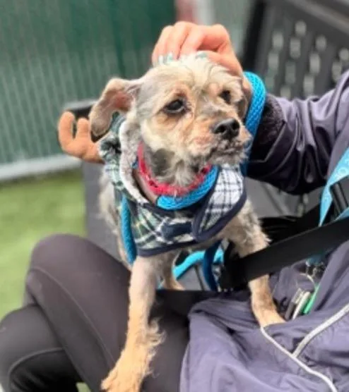 A senior small-sized male Silky Terrier dog named Barber Shop for adoption in Wingdale, NY