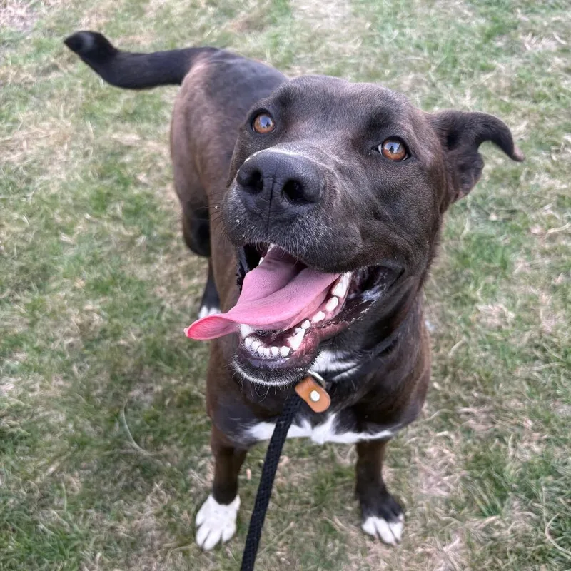 An adult large-sized female Brown / Chocolate Mixed Breed dog named Odessa Pp for adoption in St Joseph, MO