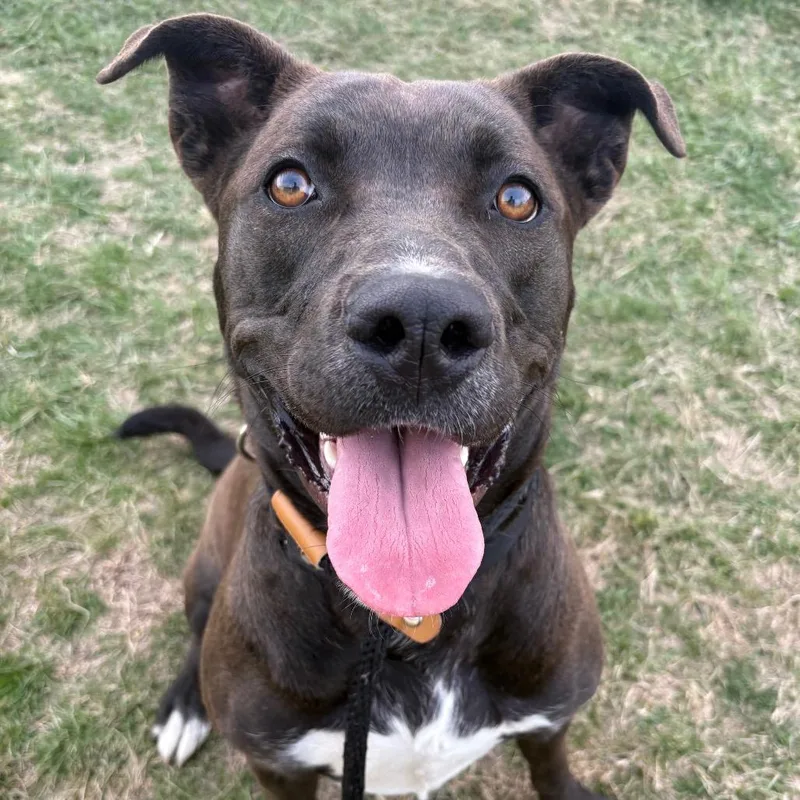 Odessa Pp thumbnail 2