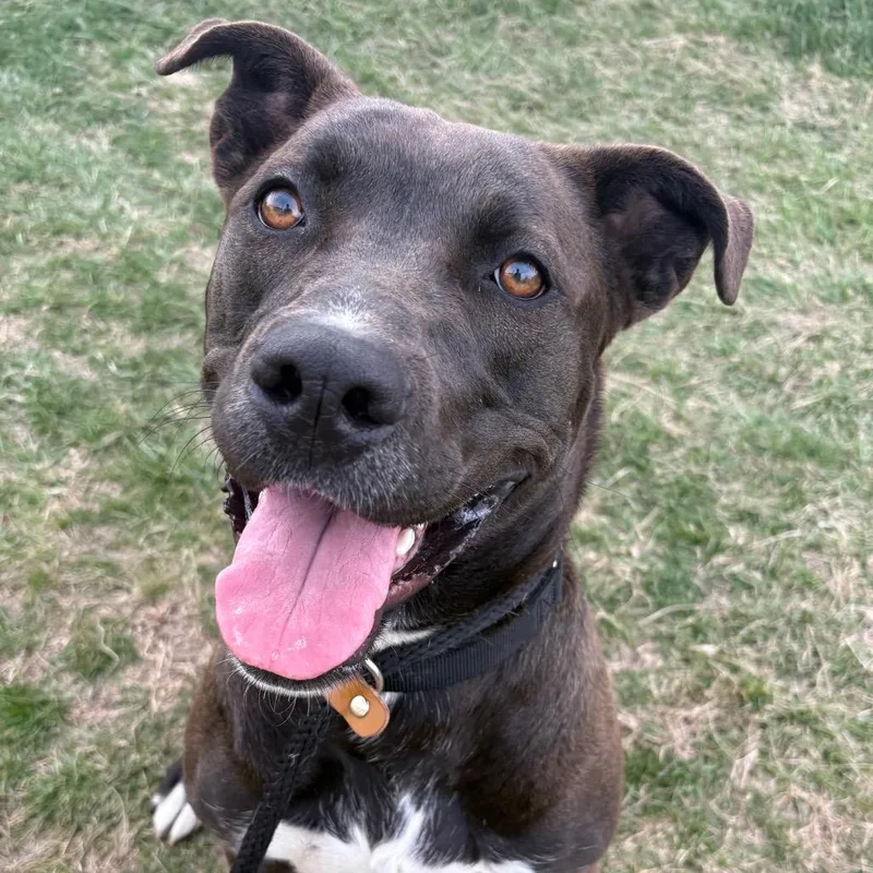 Odessa Pp thumbnail 3