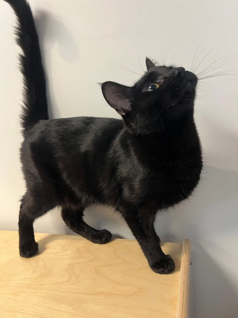 A baby small-sized male Black Domestic Short Hair cat named Roger Moore for adoption in Mission Viejo, CA