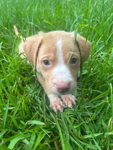 A baby medium-sized male Red / Chestnut / Orange Labrador Retriever dog named Waffle for adoption in Liverpool, TX
