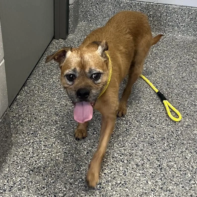 A senior medium-sized male Mixed Breed dog named Caesar for adoption in Dearborn, MI
