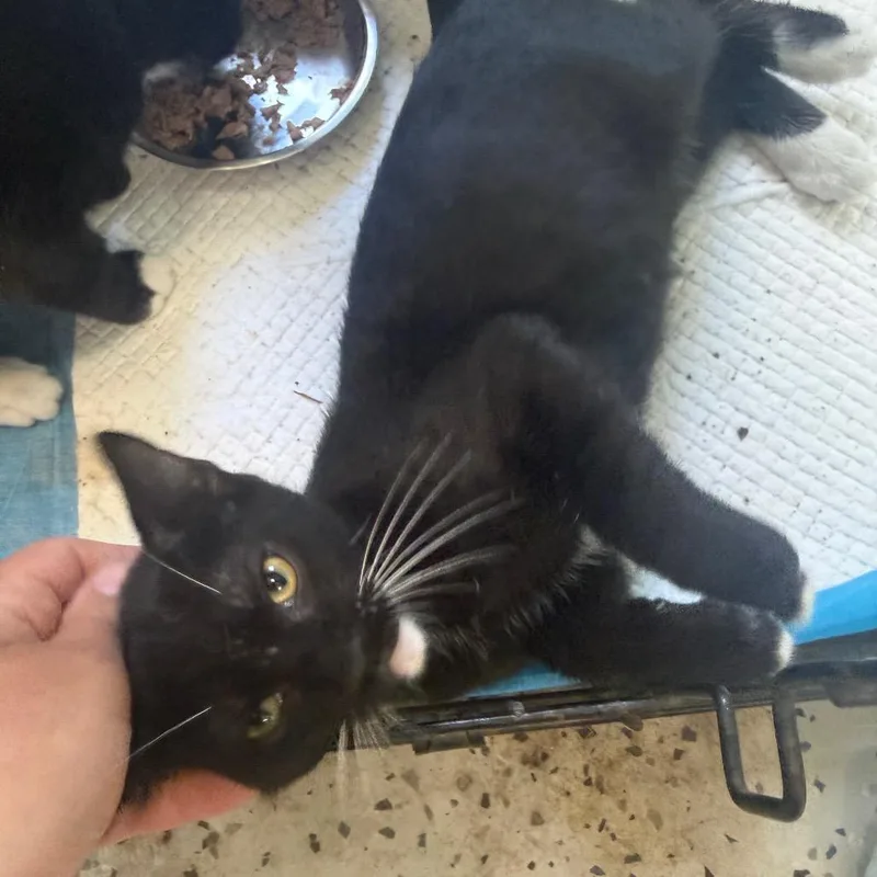 A baby small-sized male Gray / Blue / Silver Domestic Short Hair cat named Atlas for adoption in Long Beach, CA