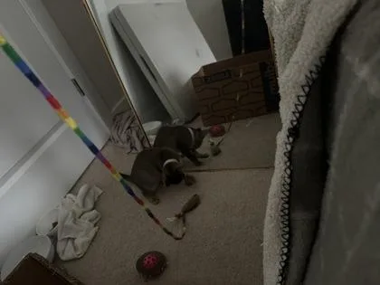 Ginger thumbnail 2