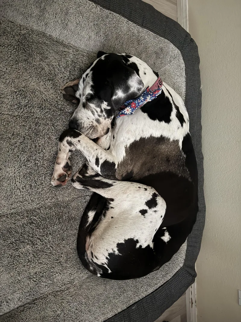 An adult extra large-sized female Harlequin Great Dane dog named Bella Rose for adoption in Long Beach, CA