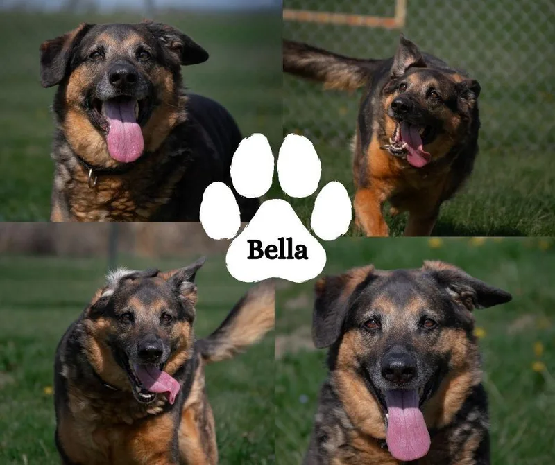 Bella thumbnail 3