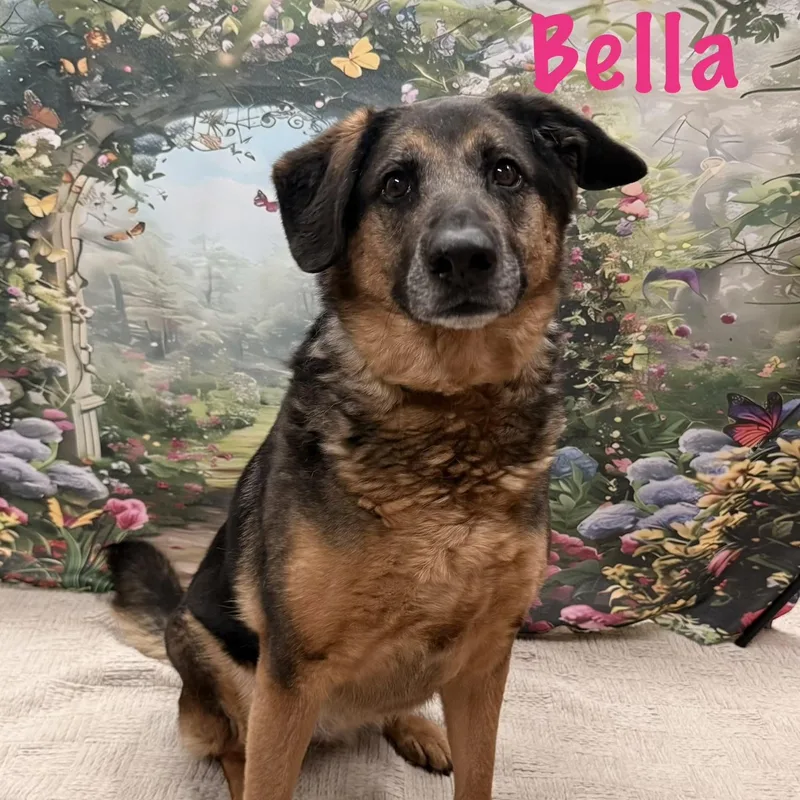 An adult large-sized female Brown / Chocolate German Shepherd Dog dog named Bella for adoption in Albany, NY