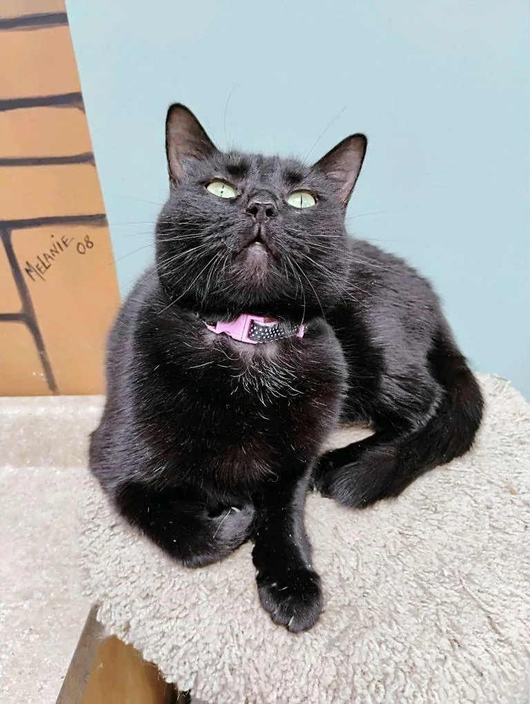 Tiramisu thumbnail 2