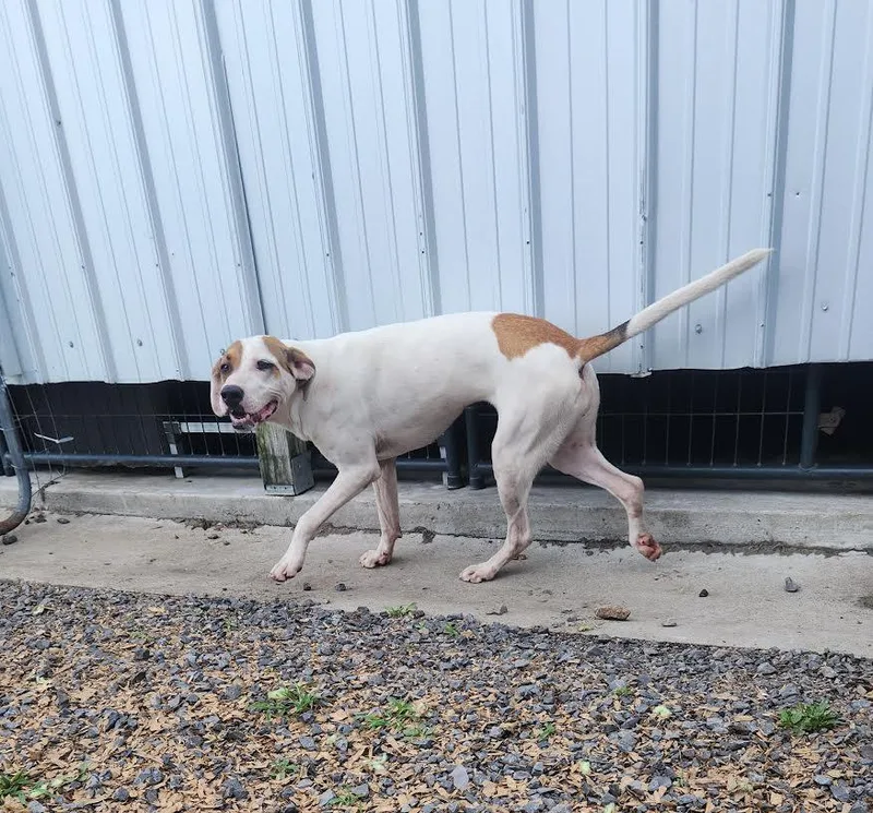 An adult medium-sized female White / Cream Hound dog named Maggie for adoption in Marshall, AR