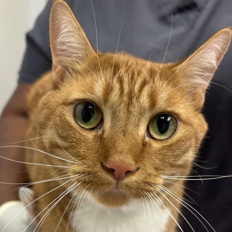 An adult large-sized male Orange / Red Domestic Short Hair cat named Angel for adoption in Jacksonville, FL