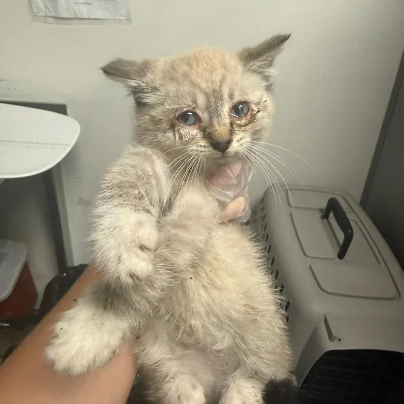 A baby small-sized male White Domestic Medium Hair cat named Oscar for adoption in Charleston, WV