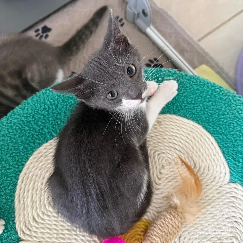 A baby small-sized male Gray / Blue / Silver Domestic Short Hair cat named Oyster for adoption in Naples, FL