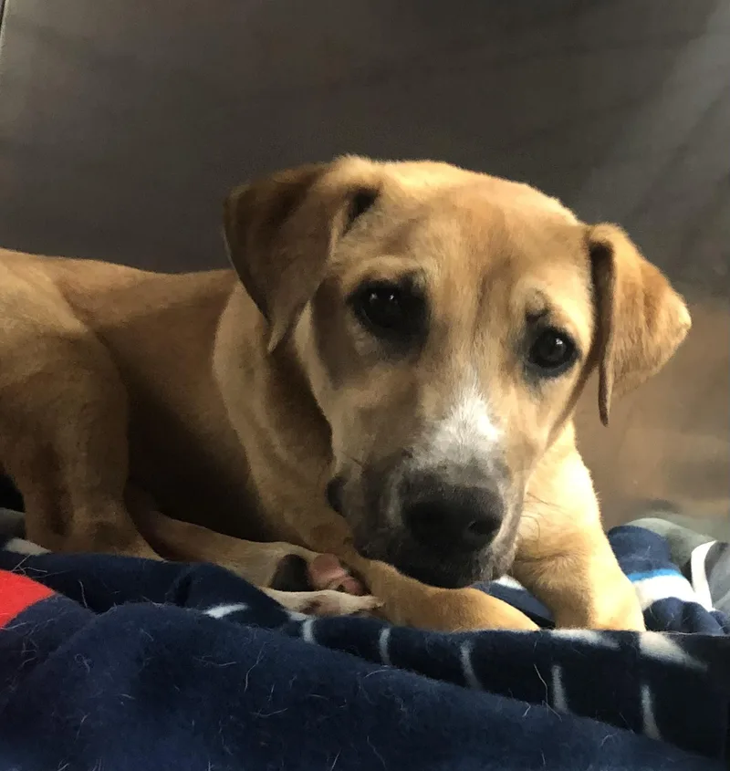 A baby medium-sized male Yellow / Tan / Blond / Fawn Shepherd dog named Walnut for adoption in Parma, OH