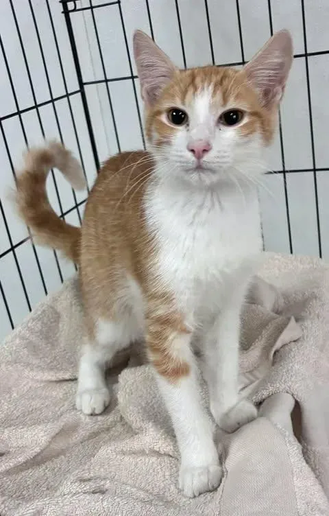 A baby medium-sized male Orange / Red American Shorthair cat named Grady for adoption in Chesterfield, SC
