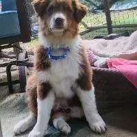 Fozzie