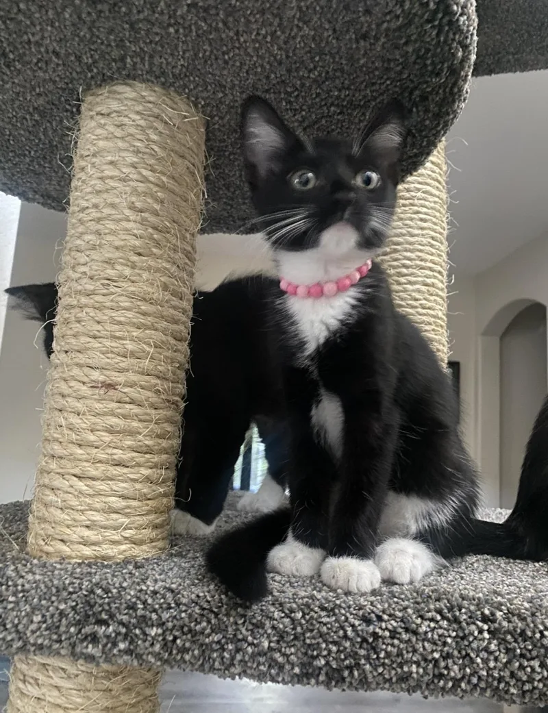 A baby medium-sized female Black & White / Tuxedo Domestic Short Hair cat named Sookie for adoption in Brentwood, CA
