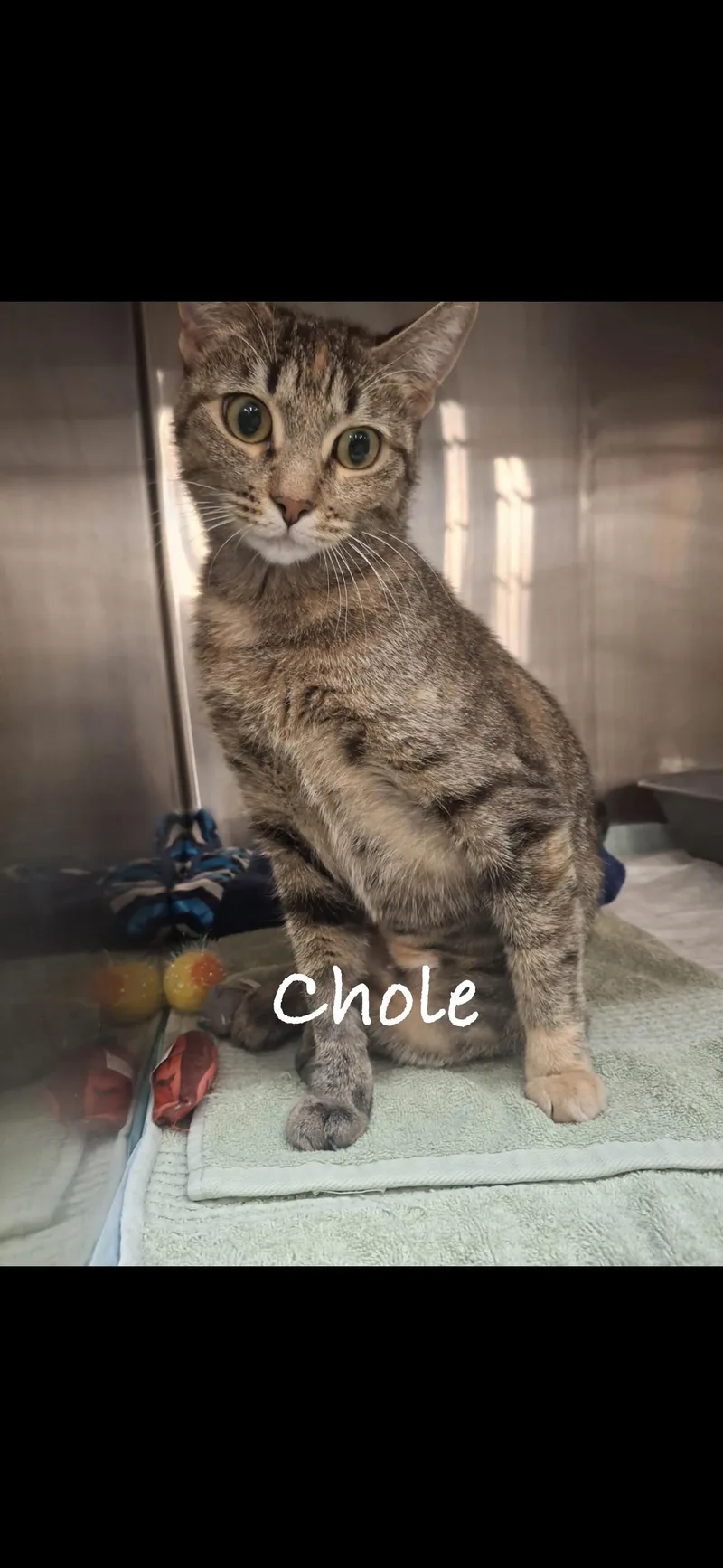 An adult small-sized female Domestic Short Hair cat named Chloe for adoption in Las Vegas, NV