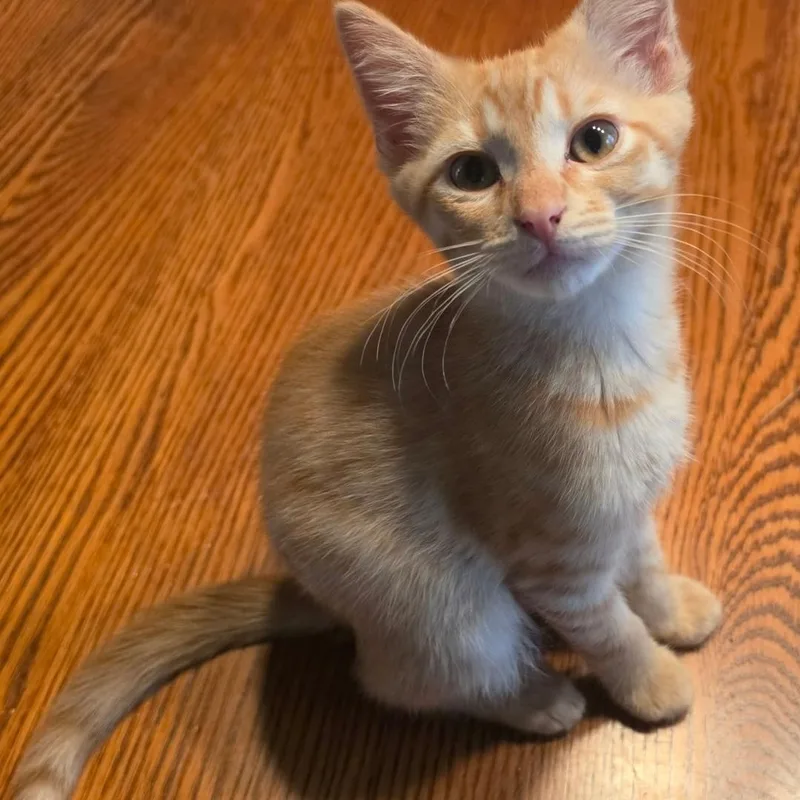 A baby medium-sized male Tabby (Orange / Red) Domestic Short Hair cat named Poblano for adoption in Warr Acres, OK