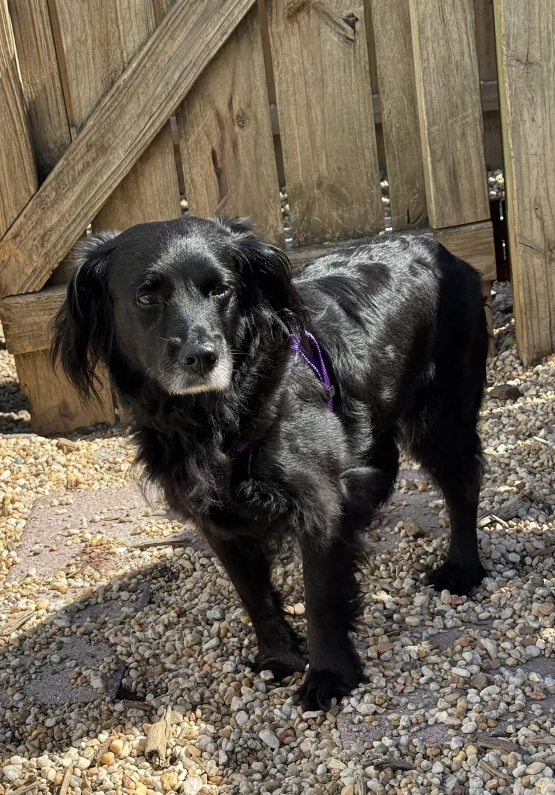 An adult small-sized female Black Spaniel dog named Shelby for adoption in Ellicott City, MD
