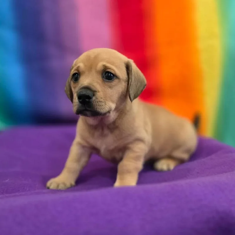 A baby small-sized female Brown / Chocolate Australian Shepherd dog named Aviation for adoption in Jackson, MO