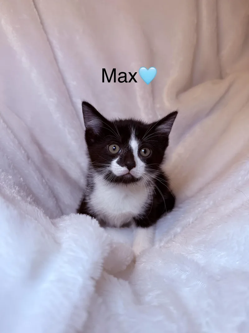 A baby medium-sized male Black Domestic Short Hair cat named Max for adoption in Copley, OH