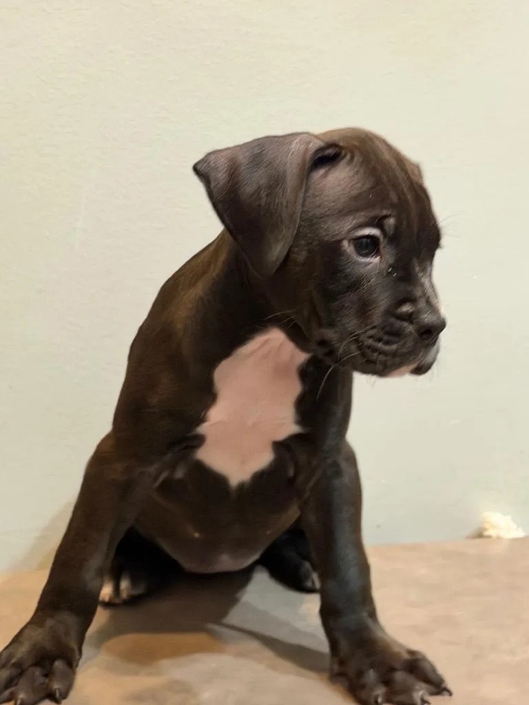 A baby small-sized female Boxer dog named Josie for adoption in Sharpsburg, GA